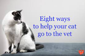 From wellness examinations and vaccinations to internal medicine, surgery, and dentistry, we are here to help. Eight Ways To Help Your Cat Go To The Vet