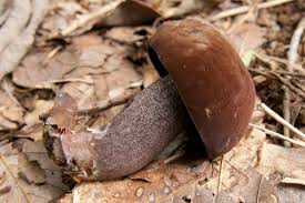 Image result for Sutorius eximius