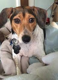 Rat terrier beagle mix puppy. Raggle Dog Breed Information And Pictures