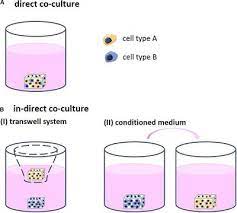 We did not find results for: Frontiers Impact Of Culture Medium On Cellular Interactions In In Vitro Co Culture Systems Bioengineering And Biotechnology