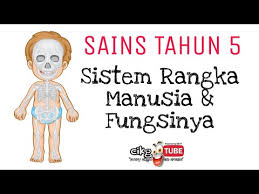 4) apakah fungsi tulang tangan dan kaki? Sistem Rangka Manusia Lessons Blendspace