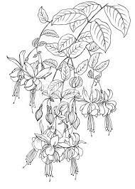 Hand Drawn Fuchsia Rendering As Vector Sketch Illustration Flower Sketches Floral Drawing Floral Stencil