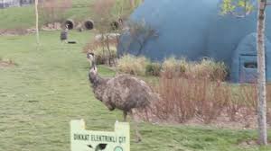 Ostrich Sound And Video Youtube