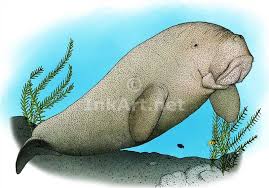 Dugong Dugong Dugon Line Art And Full Color Illustrations Dugong Illustration Endangered Wildlife
