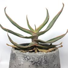 Image result for Aloe myriacantha