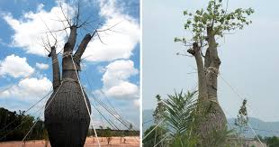 Bandar baru kuala nerus dahulu merupakan sebahagian daripada kuala terengganu. Dead Trees Come Back To Life