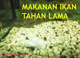 Pemberian makanan pada ikan louhan memang sangatlah penting kaitannya untuk mempercepat pertumbuhn ikan, selain itu yang tidak kalah penting adalah untuk membantu sistem kekebalan tubuh. Pelet Makanan Ikan Tahan Lama Untuk Travel Dan Bercuti Some Bullet For Your Head