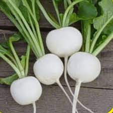 White Hailstone Radish Seeds For Sale Everwilde Farms
