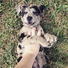 Labahoula Catahoula Lab Mix Cute Dogs Breeds Cute Dogs