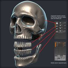 Skull 3d Model 3d Model Zbrush Zbrush Tutorial 3d Model