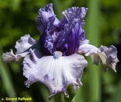 Tbcrystalgazer Tbathrue Iris Wiki