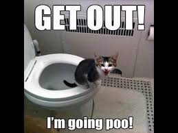 Cat Poops In Toilet My Cat Stanley Using The Toilet Funny Animal Jokes Animal Jokes Funny Animal Quotes