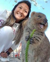 A Quokka From Rottnest Island Australia Happiest Animal On Earth May God Keep Them Safe On Their Little Island Happy Animals Quokka Australia Animals