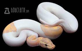 Pin On Dream Reptiles
