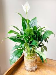 Rinse aquatic gravel thoroughly (until water running through is completely clear). Start An Indoor Water Garden Best Day Of The Week