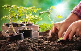 Il est temps de les repiquer dans. La Plantation Des Tomates Gamm Vert