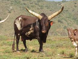 Cowry cow price in usd, eur, btc for today and historic market data. Lasarus Game Farm Livestock Ankole Cattle