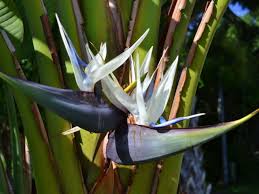 White Bird Of Paradise Propagation Pin On Strelitzia Family Strelitziaceae