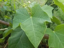 Image result for Jatropha curcas