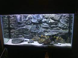 3d Grey Rock Background In 75 Gallon Aquarium African Cichlid Aquarium Aquarium Backgrounds Aquarium Sand