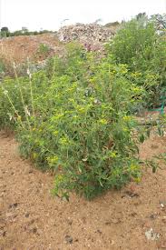 Image result for Flaveria bidentis