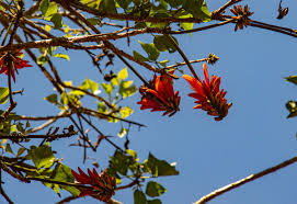 Image result for Erythrina lysistemon