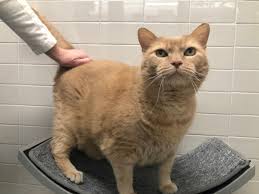 A community cat can be a friendly cat that is well socialized, a fearful or shy cat, or a feral cat that will. Qvhvqf53mqwjim