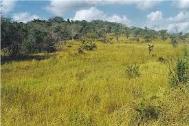 Image result for Inhambanella henriquesii