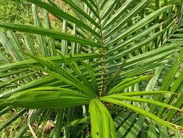 Image result for Elaeis