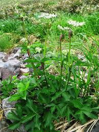 Image result for Afrosciadium