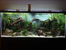 Have You Ever Seen A Nice Looking 55 Gallon Page 2 Fish Tank Fresh Water Fish Tank Aquarium Design