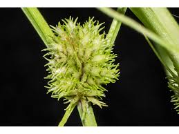 Image result for Cyperus squarrosus
