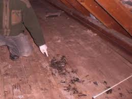 Den Marder Auf Dem Dachboden Wieder Loswerden Bauen De