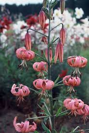 Wait to plant your water lilies until spring, or when the water temperature reaches 70 f. Asiatic Lilies Pink P 2 The Lily Garden Asiatic Lilies Lily Garden Day Lilies
