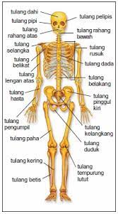 Tulang rangka kepala atau tengkorak, tersusun dari tulang dahi hipertropi, yaitu penurunan fungsi otot yang menjadi lebih besar (kebalikan dari atrofi). Sistem Rangka Manusia Fungsi Dan Contohnya Dosenbiologi Com