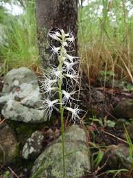 Image result for Holothrix longiflora