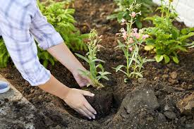 How to plant flowers in mulch. How To Plant Flowers In 5 Easy Steps For A Garden Full Of Color Decor Report