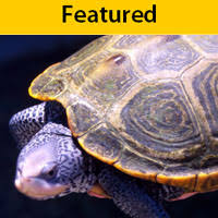 Image result for Fourth:State:Symbol