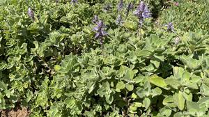 Image result for Coleus neochilus