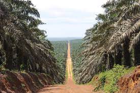 Tree trimming call to reduce and thin out overgrown trees or you can also call to. Ivory Coast Ivory Coast 1024x694 Alessandro Freeman Africa Travel Africa Adventure Ivory Coast