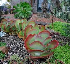 Image result for Kalanchoe manginii