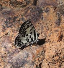 Image result for Pearsonia cajanifolia