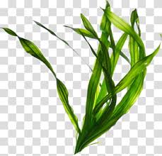 Seaweed Edible Seaweed Kelp Ascophyllum Nodosum Algae Nori Giant Kelp Food Transparent Background Png Clipart Hiclipart Seaweed png cliparts, all these png images has no background, free & unlimited downloads. seaweed edible seaweed kelp