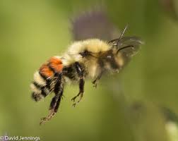 Image result for Bombus balteatus