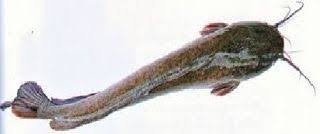 Ikan Lele Dumbo Ikan Asap Alam