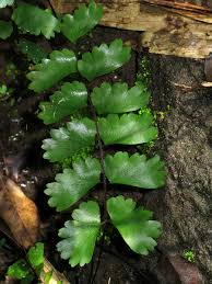 Image result for Adiantum soboliferum