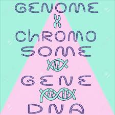 Level Chart Of Dna Gene Chromosome And Genome Fine For Medical
