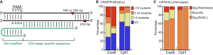 Extending The Crispr Toolbox For C Elegans Cpf1 As An Alternative Gene Editing System For At Rich Sequences