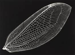 Black And White Insect With Wings Insect Wing Design Patterns In Nature Insect Art Insect Wings