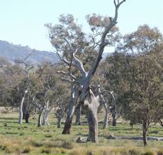 Image result for Eucalyptus sp.